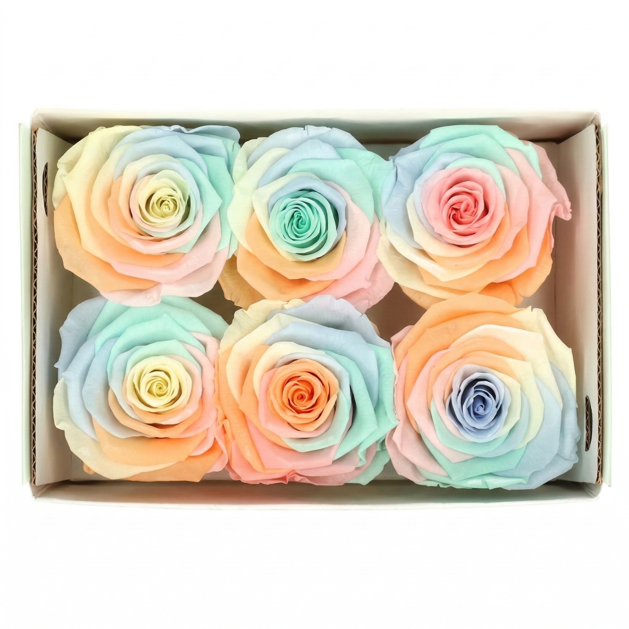 Gepreserveerde Rosa (Rozen): Eeuwige Schoonheid voor B2B | B2B Flowers