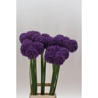 Freshy Allium Ambassador