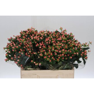 Freshy Hypericum Pacific Pink