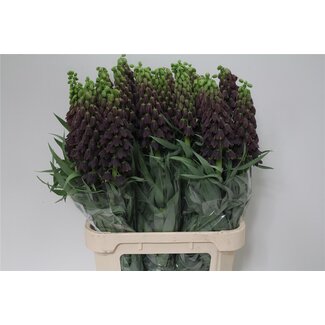 Freshy Fritillaria Persica