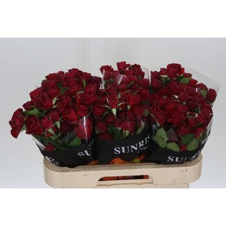 Freshy R tros Red Trendsetter