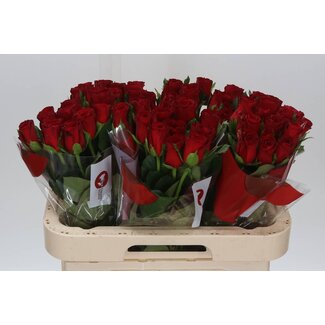 Freshy Rosa Revolution