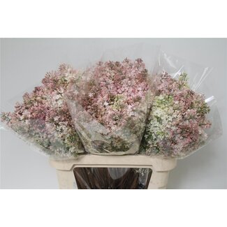 Freshy Sering Hy Maidens Blush 4 Kop