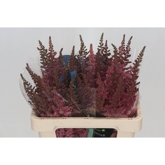 Freshy Astilbe C Vi Pink