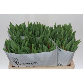 Freshy Tulp enkel Carpe Diem