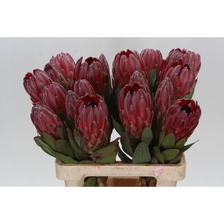 Freshy Protea Sharon