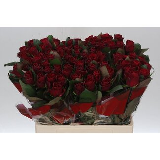 Freshy Rosa Red Tacazzi