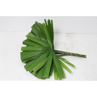 Freshy Rhapis (p. bos)