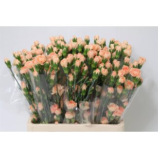 Freshy Trosanjer Danny