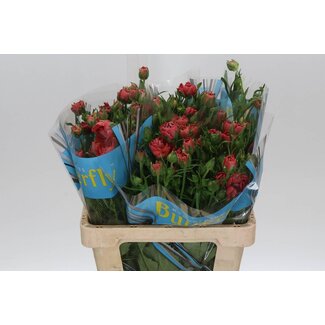 Freshy Ranunculus B Magical Salmousse