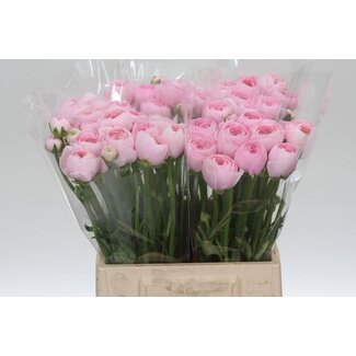 Freshy Ranunculus Cloony L X10 Charleston