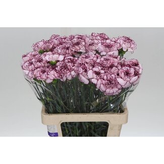 Freshy Anjer It Apple Tea