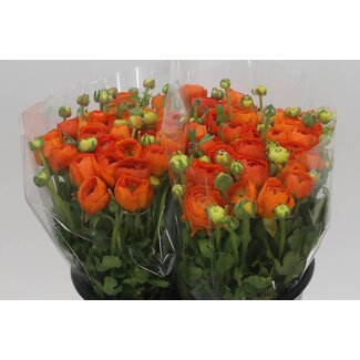 Freshy Ranunculus Eleg Super x30 Orange