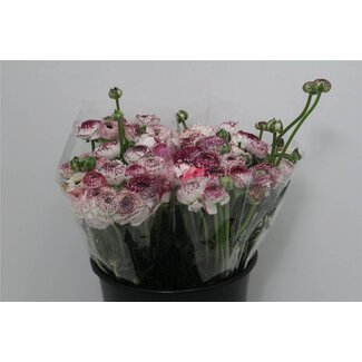 Freshy Ranunculus Eleg Super x30 Stripe White