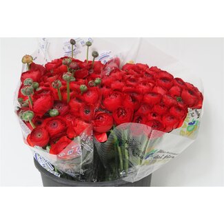 Freshy Ranunculus Cloony S X50 Valentino