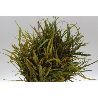 Freshy Grevillea Col. Geel Short (p. bos)