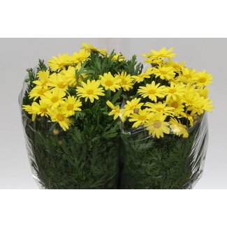 Freshy Margriet Geel