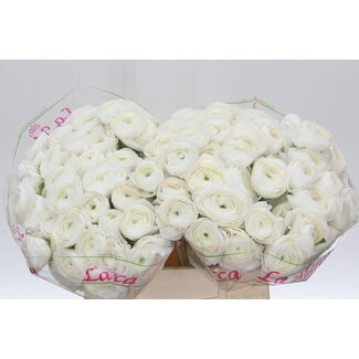 Freshy Ranunculus Cloony S X50 White