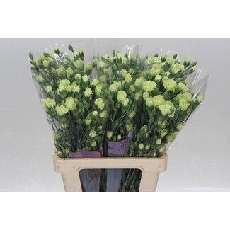 Freshy Trosanjer Rascal Green