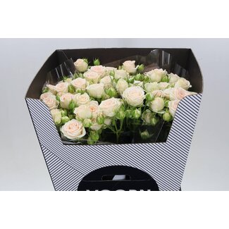 Freshy R tros Sofie Voorn