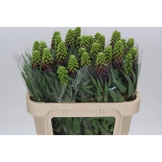 Freshy Fritillaria Persica