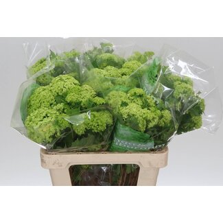 Freshy Sneeuwbal 2 Kop