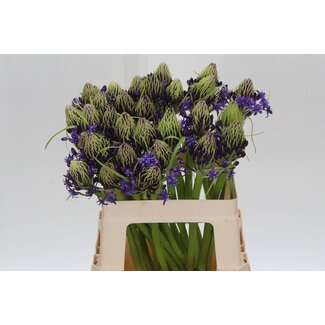 Freshy Scil Peruviana