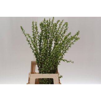 Freshy Prunus Gland Wit St