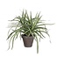 Kunstplanten Pot Dracaena d11/40*34cm