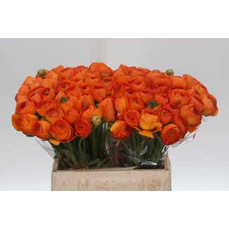 Freshy Ranunculus Ranonkel Cloony “Lambada” | Kleur: Gemengde Kleuren | Lengte ± 45 centimeter | Per 50 stelen