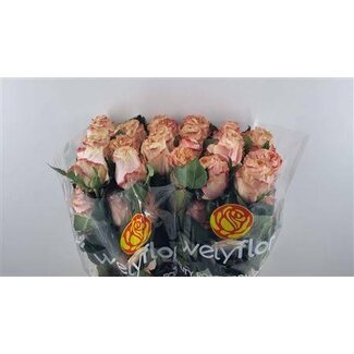 Freshy Grootbloemige Roos “Princess Crown” | Kleur: Roze | Lengte ± 60 centimeter | Herkomst Ecuador | Per 25 stelen