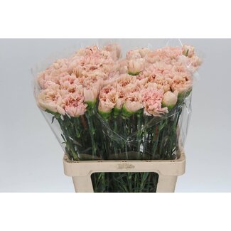 Freshy Italiaanse Anjer “Apple Tea” | Kleur: Groen | Lengte ± 60 centimeter | Per 20 stelen