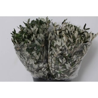 Freshy Quercus Steeneik | Kleur: Groen | Lengte ± 55 centimeter | Gewicht 400 gram per bos | Per 5 bossen