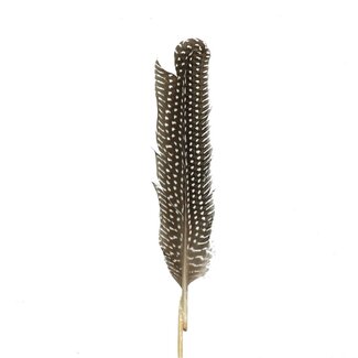 4A Chicken feather skewer | Colour: Brown | Feather length 20 centimeter | Skewer length ± 50 centimeter | Per 24 skewers