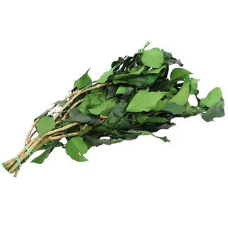 4A Gepreserveerde Hedera Colchica | Kleur: Groen | Gepreserveerde Klimop | Lengte ± 65 centimeter | Gewicht 150 gram | Per bos