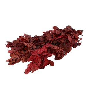 4A Konservierte Eiche | Farbe: Rot | Länge ± 55 centimeter | Gewicht 200 gram | Pro Bund