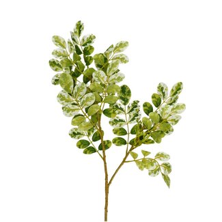 4A Feigenblatt Kunstblume | Farbe: Grün | Ficus Kunstblumen | Länge ± 70 centimeter | Pro 10 Kunstblumen