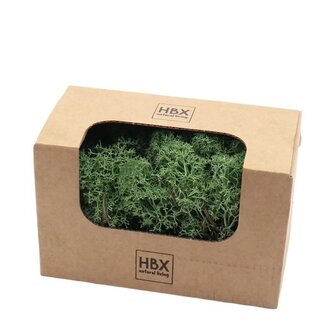 4A Preserved Reindeer Moss | Colour: Green | Dry decoration | Weight 50 gram | Per box