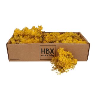 4A Gepreserveerd Rendiermos | Kleur: Geel | Droogdecoratie | Gewicht 400 - 500 gram | Per doosje