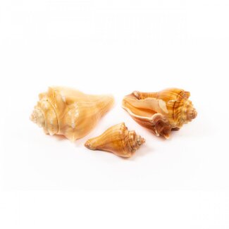 4A Red Mulli Shells | Colour: Light brown | Contents 1 kilo | Per bag