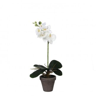 4A Orchidée papillon Plante artificielle avec pot | Couleur: Blanc naturel | Phalaenopsis Plante artificielle | Diamètre ± 11 - 13 centimeter | Hauteur ± 48 centimeter | Par 6 plantes artificielles