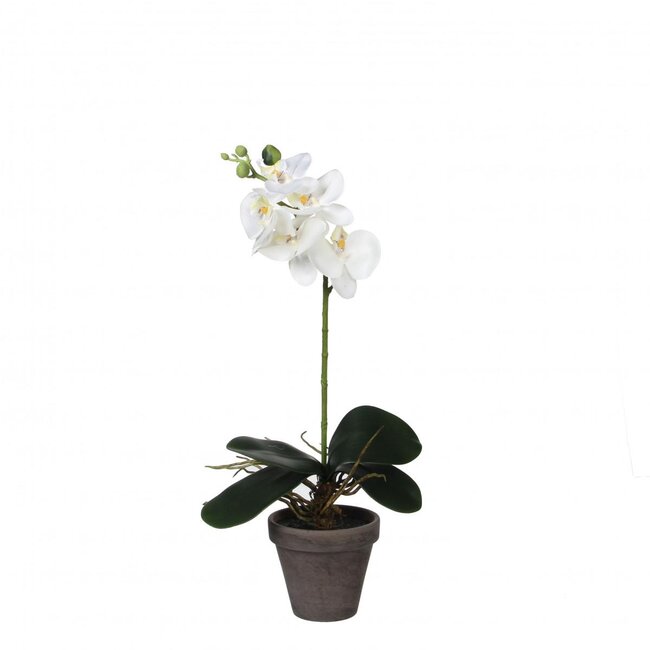 Vlinderorchidee Kunstplant met pot | Kleur: Natuurlijk Wit | Phalaenopsis Kunstplant | Diameter ± 11 - 13 centimeter | Hoogte ± 48 centimeter | Per 6 kunstplanten