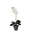 Schmetterlingsorchidee Kunstpflanze mit Topf | Farbe: Natürlich Weiß | Phalaenopsis Kunstpflanze | Durchmesser ± 11 - 13 centimeter | Höhe ± 48 centimeter | Pro 6 Kunstpflanzen