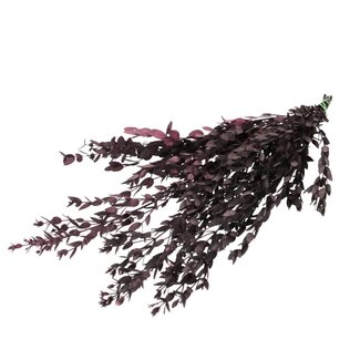 4A Konservierte Eucalyptus Parvifolia | Farbe: Rot | Länge ± 65 centimeter | Pro Bund