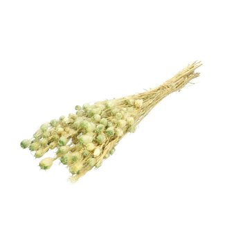 4A Preserved Love-in-a-mist | Colour: Light green | Preserved Nigella | Length ± 55 centimeter | Per bunch