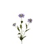 Fleur artificielle Duifkruid | Couleur: Violet | Scabiosa fleurs artificielles | Longueur ± 66 centimeter | Par 6 fleurs artificielles