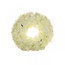 Couronne d'hortensia en soie | Couleur: Crème | Diamètre 30 centimeter | Par couronne