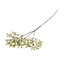 Schleierkraut Kunstblume | Farbe: Hellgrün | Gypsophilia Kunstblumen | Länge ± 68 centimeter | Pro 6 Kunstblumen