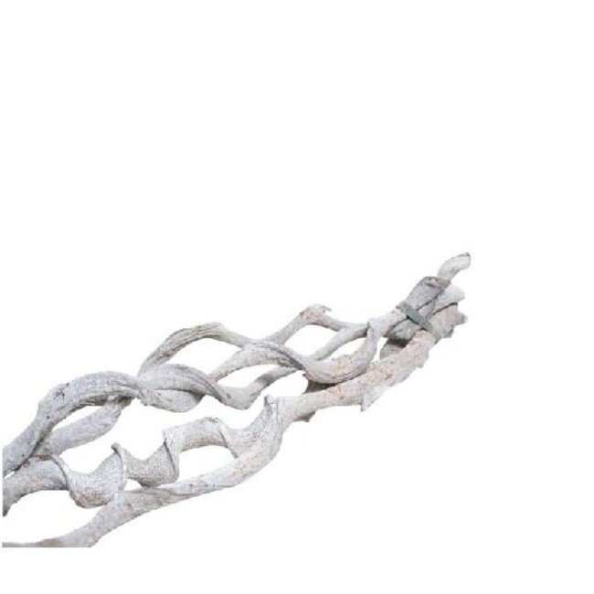 Botte Curly séchée | Couleur: Blanc naturel | Décoration sèche | Longueur ± 60 centimeter | Par 5 bottes