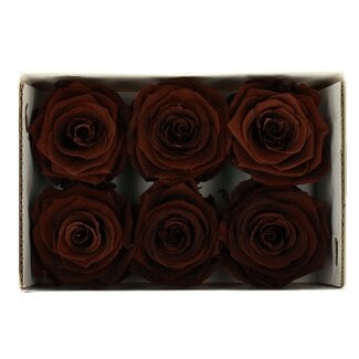 4A Gepreserveerde Rozen | Kleur: Bruin | Diameter 6 centimeter | Per 6 rozen